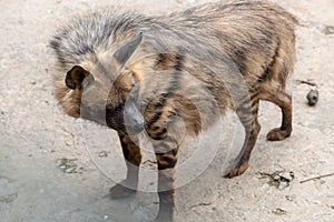 Look back-Striped hyaena photo