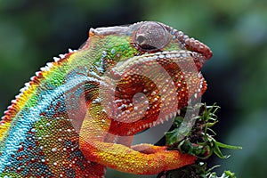 Head of chameleon panther image on natural backgroun