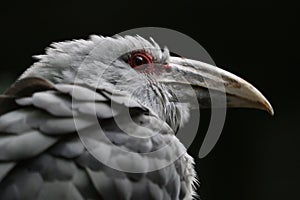 Head of a channel-billed cuckoo in side view in front of a black background