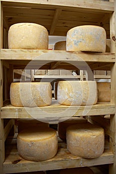 Head of cheese