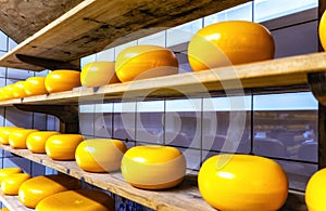 The head of cheese on the shelves. Zaanse-Schans. Netherlands