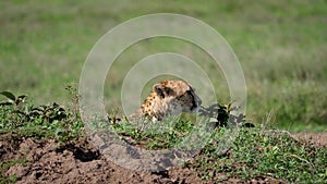 Head of cheetah looks around from shelter on hill in Africa plain