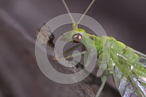 Head and chest of a green lacewings Chrysopidae sitting on a tree trunk