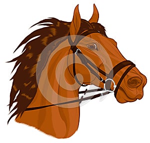 A head of chestnut horse in snaffle bit bridle.