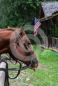 Head of a chestnut horse tied up in the rain at a wood hitching post, rustic building and American flag in background, Washington