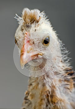 Head chick photo