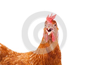 Head of chicken hen shock and funny surprising isolated white ba