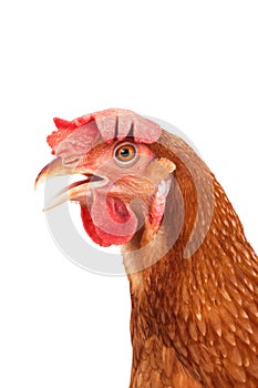 Head of chicken hen shock and funny surprising isolated white ba