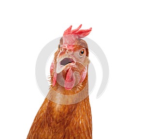 Head of chicken hen shock and funny surprising isolated white ba photo