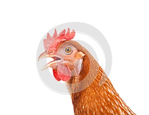 Head of chicken hen shock and funny surprising isolated white ba photo