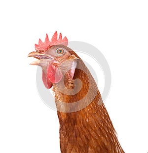 Head of chicken hen shock and funny surprising isolated white ba