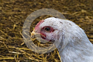 The head of a chicken in profile against the background of bedding.