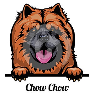 Head Chow Chow - dog breed. Color image of a dogs head isolated on a white background