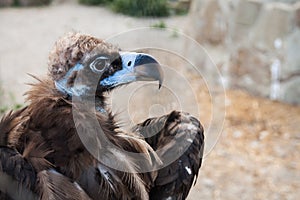 The head of Cinereous vulture, the black vulture, monk vulture, or Eurasian black vulture.