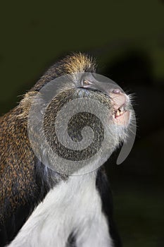 HEAD CLOSE-UP OF CAMPBELL`S MONKEY cercopithecus campbelli LOOKING UP