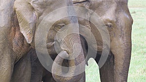 Head Close up of Elephants in Minneriya national park