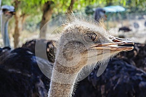 Head close-up of the largest flightless bird African ostrich on an ostrich farm. Rhodes Island, Greece