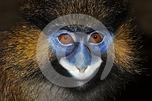 HEAD CLOSE-UP OF MOUSTACHED MONKEY OR MUSTACHED MONKEY cercopithecus cephus