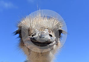 Head-On Close-Up of Ostrich Face