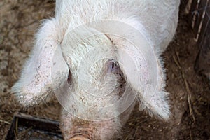 Head close-up on a pig farm