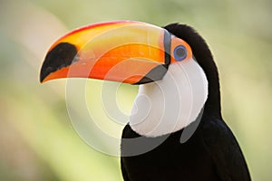 Head close-up of a Toco Toucan