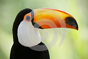 Head close-up of a Toco Toucan