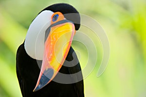 Head close-up of a Toco Toucan