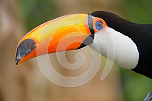 Head close-up of a Toco Toucan