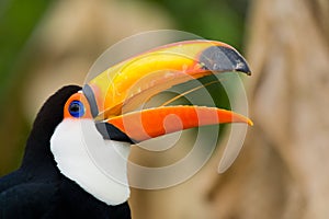 Head close-up of a Toco Toucan