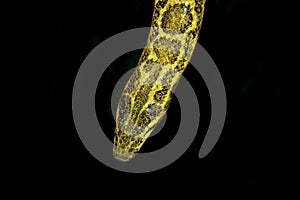 HEAD CLOSE-UP OF YELLOW ANACONDA eunectes notaeus AGAINST BLACK BACKGROUND