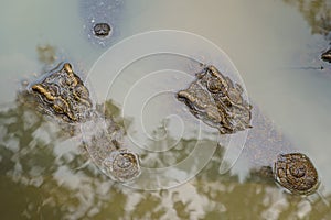 Head closeup the big Freshwater crocodile, Crocodylidae, Crocodylus siamensis is sleeping in the water in the middle