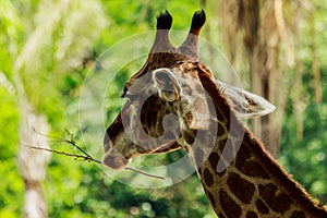 Head closeup of a giraffe walking in the forest.