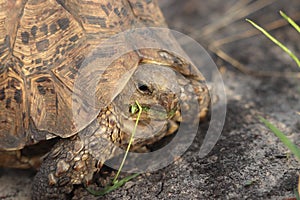 Head closeup of a leopard tortoise in the african savannah.