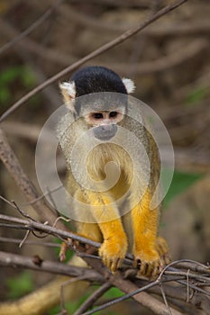 Head on closeup portrait of Golden Squirrel Monkey Saimiri sciureus sitting on branch looking at camera, Bolivia