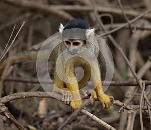 Head on closeup portrait of Golden Squirrel Monkey Saimiri sciureus sitting on branch looking at ground, Bolivia