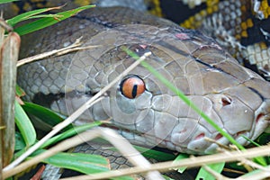 Head closeup a Reticulated Python Snake on the ground