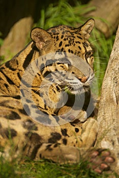 Head Clouded leopard