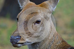 The head of a cloven-hoofed mammal deer