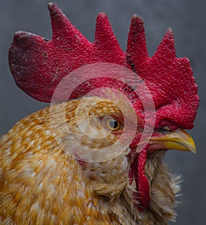 Head of the cock. Close-up.