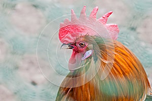 The head of the with a red comb close-up