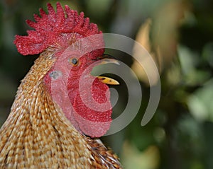 Head of a Cockerel