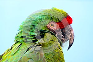 Head of a colorful blue-winged macaw parrot primolius maracana