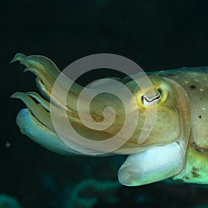 Head of Common cuttlefish