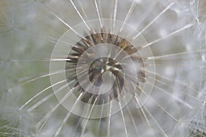 The head of common dandelion