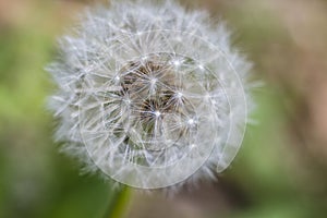 The head of common dandelion