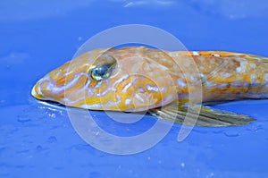 Head of a Common Dragonet fish (Callionymus lyra)