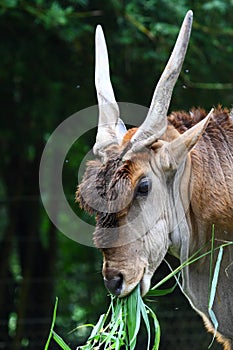 Head of Common Eland