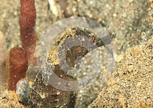 Head of common seahorse - Hyppocampus taeniopterus