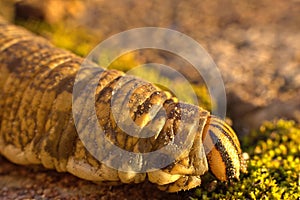 Head of a Convolvulus hawk-moth caterpillar