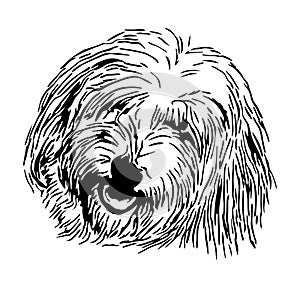 Head Coton de Tulear photo